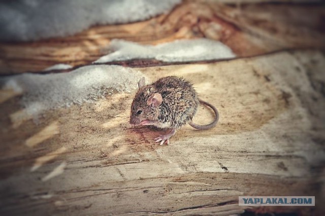 В мире животных: сказка о маленьком, но очень храбром мышонке
