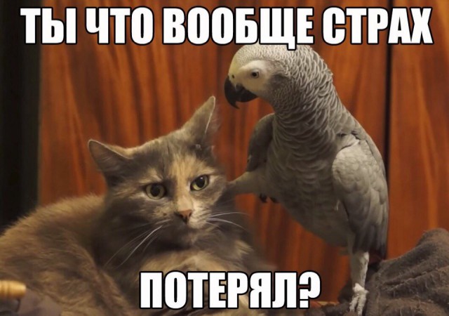 Самые смешные животные