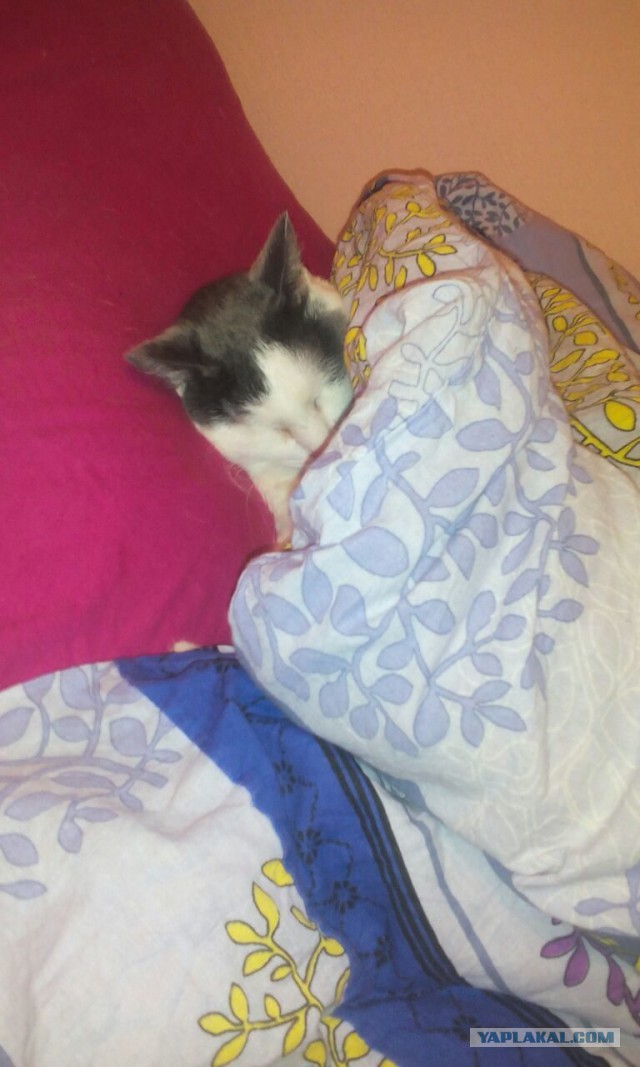 Котовторник  31.01.2017