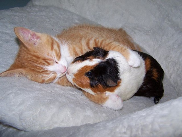 Коты и Кошки