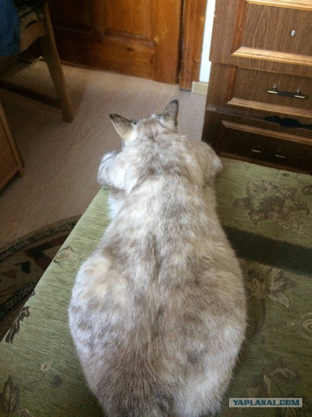 Котовторник 23/05/2017