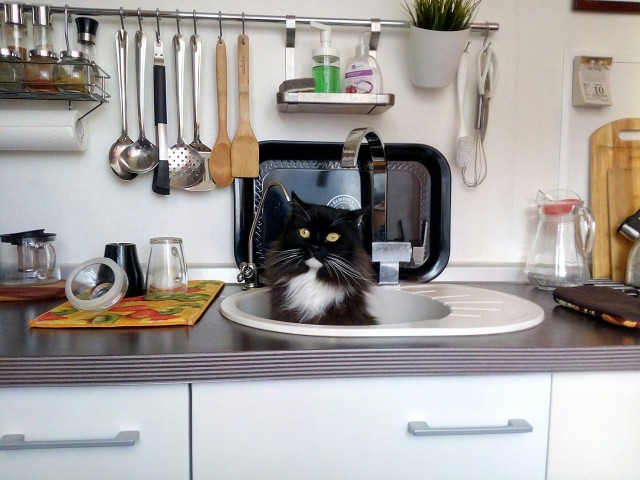 Коты и Кошки