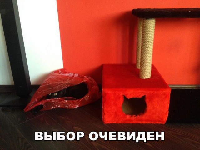 Подборка забавных животных