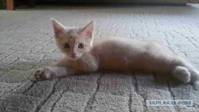 Котовторник 1.08.17