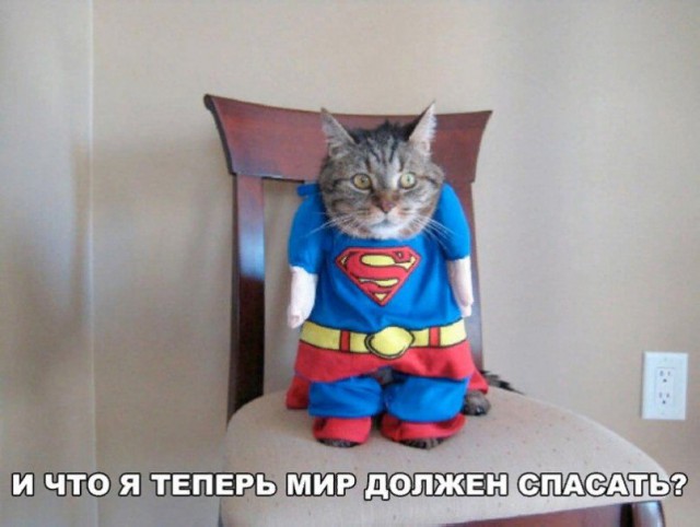 Коты и Кошки