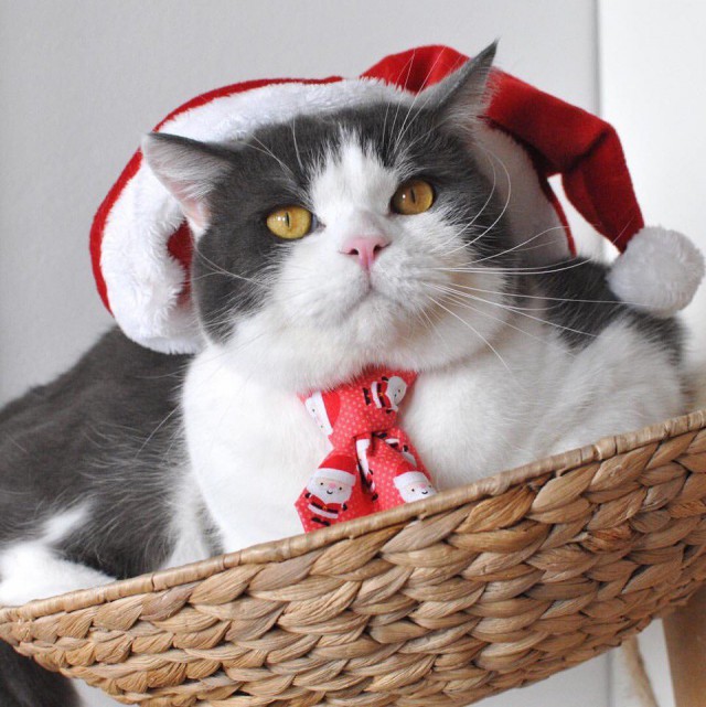 Котовторник!