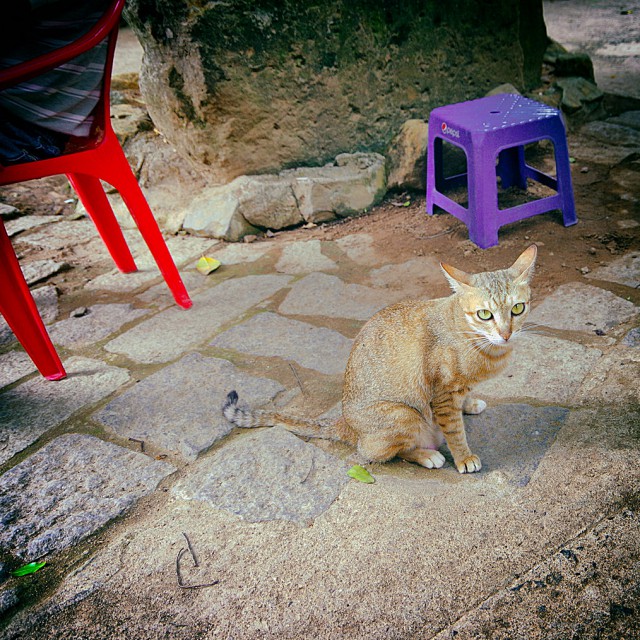 Котовторник 24.04.2018