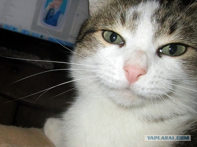 Котовторник 29.5.18