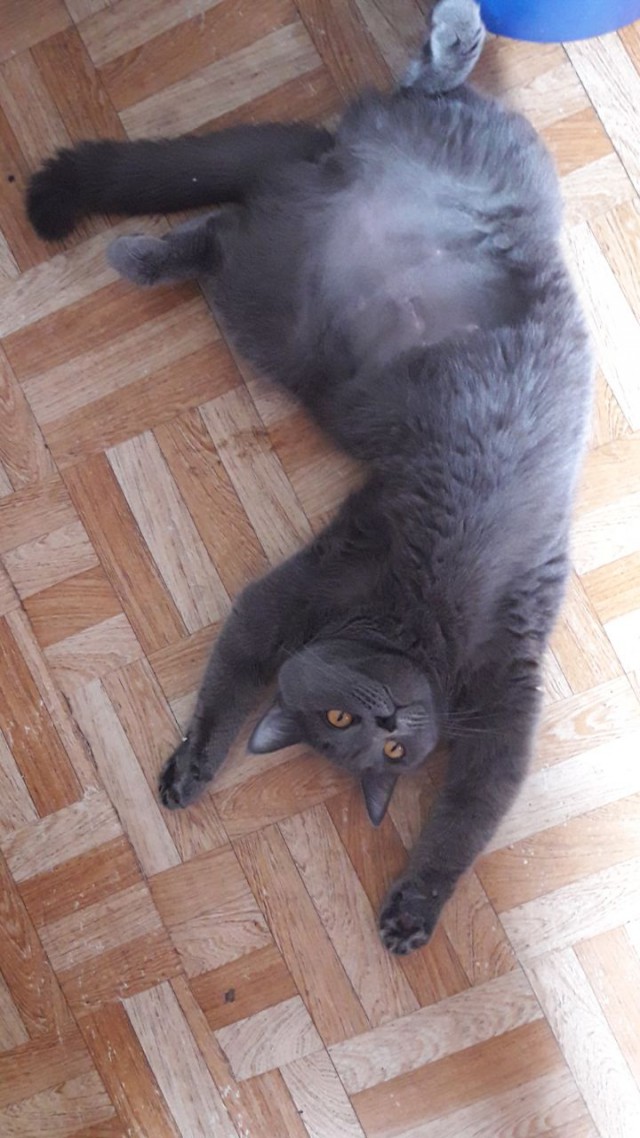 Котовторник 05.06.2018