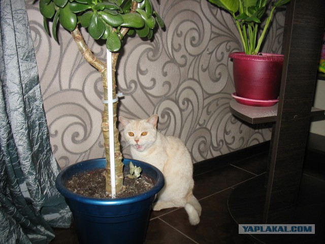 Котовторник же, уже!