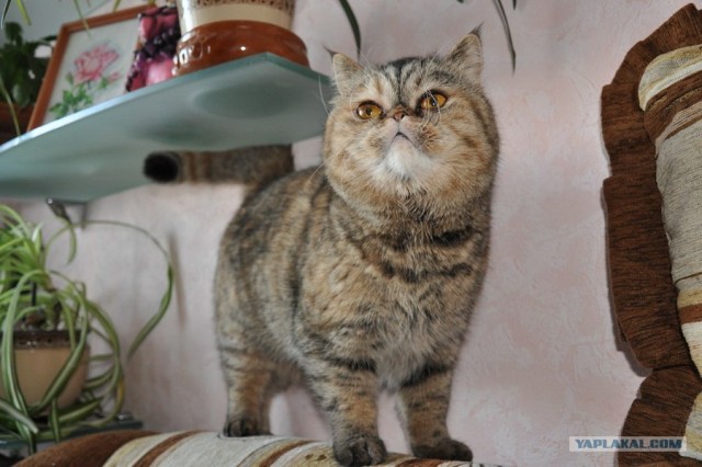День котов