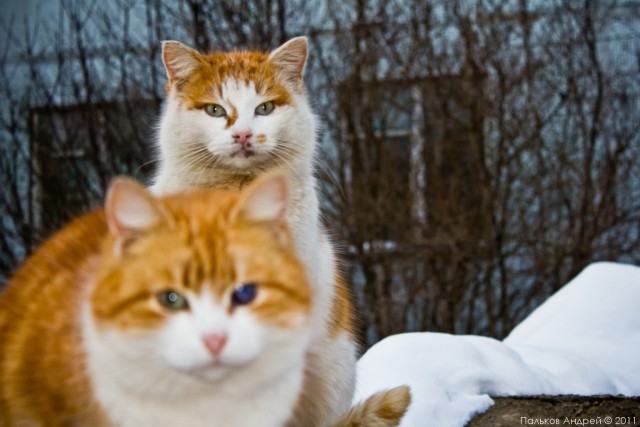 Котовторник - С праздником, котоводы!