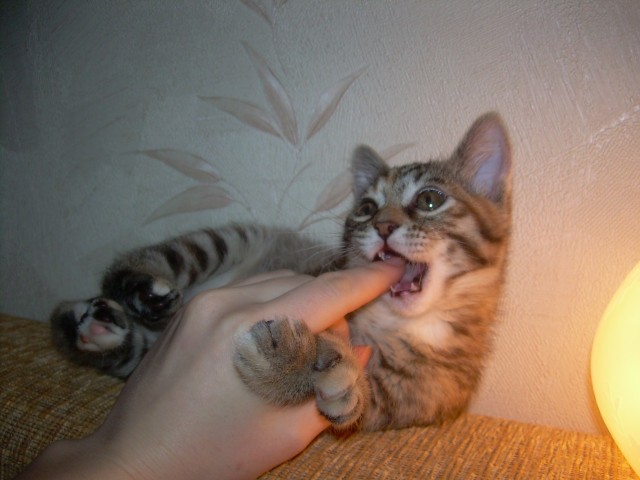 Котовторник объявляется открытым!