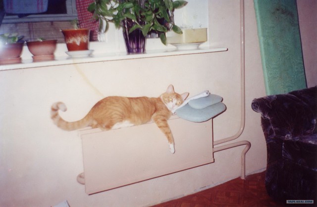 Котовторник  от 3.04.2012