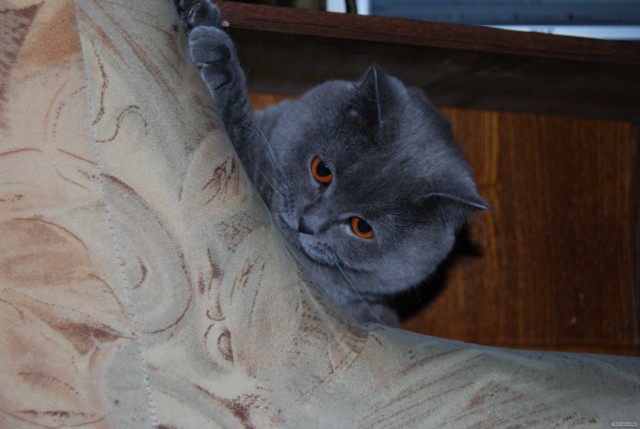 Котовторник 10. 07. 2012