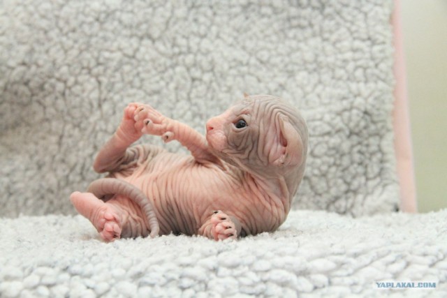 Сфинксики...