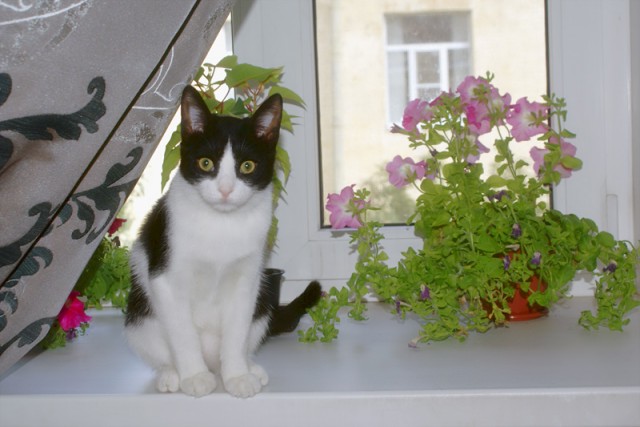 Котовторник  28.08.12