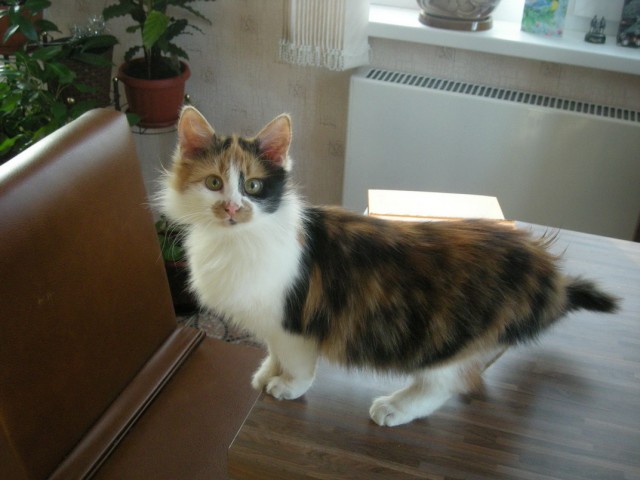 Котовторник 11.09.2012