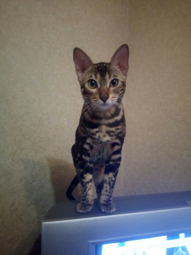 Котовторник 19.03.2019