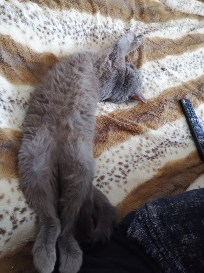 Кошки, которые заснули в самых невообразимых позах