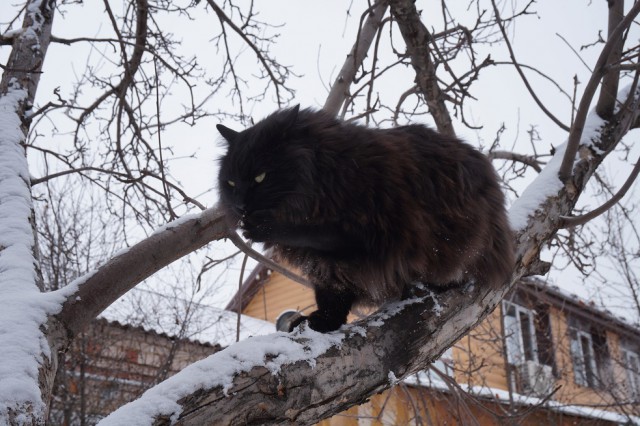 Каникулы в деревне