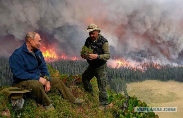 Путин и Шойгу насобирали грибов в тайге