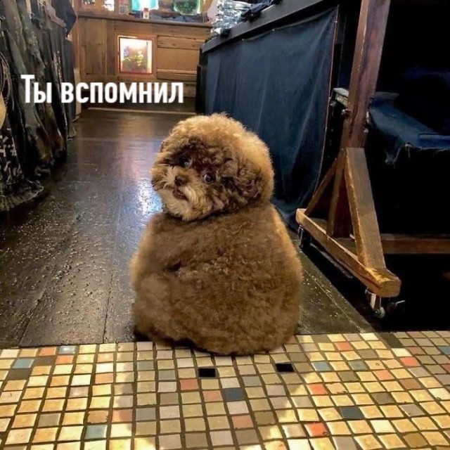 Чуток картинок не про вирус  18.0.  Животные