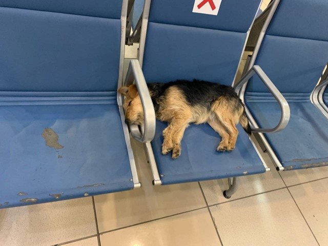 «Они улетели, а он остался»: хозяева бросили пса в новосибирском аэропорту «Толмачево»