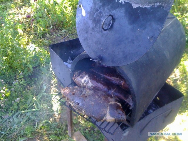 Все из рыбы!