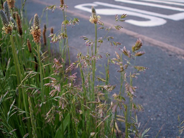 Осторожно: растения-агрессоры! Иноземные захватчики с других континентов