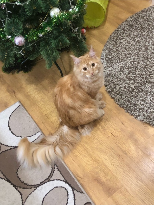 Кот Мейн-кун: царь домашних кошек!