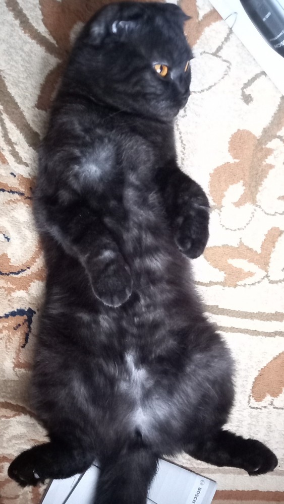 Вторник. Котэ. Пора
