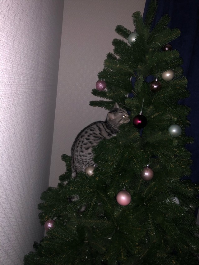 Котовторник 21.12.21