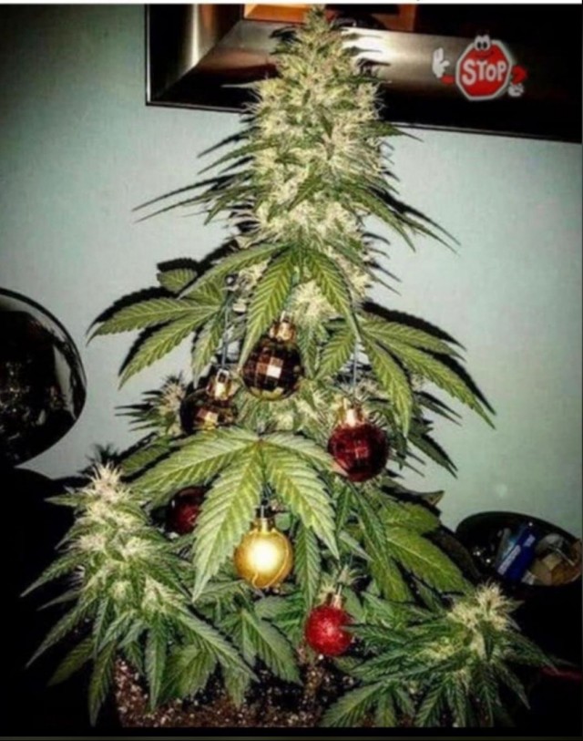 Продам ёлку