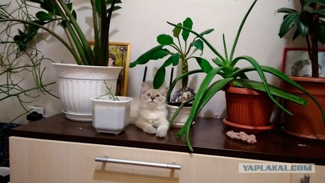 Рыжий кот - третий не лишний!