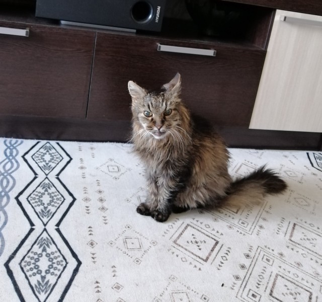 Вот и мне счастье привалило