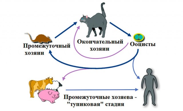 Стадии принятия кота отцом