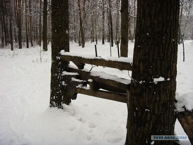 Качалка в лесу (19 фото)