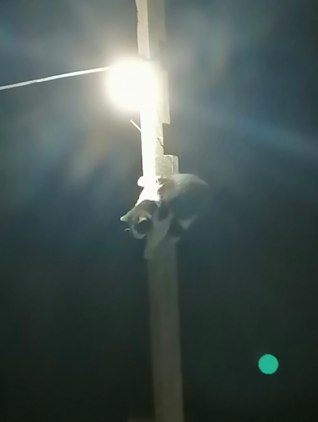 Хроники странствующего кота