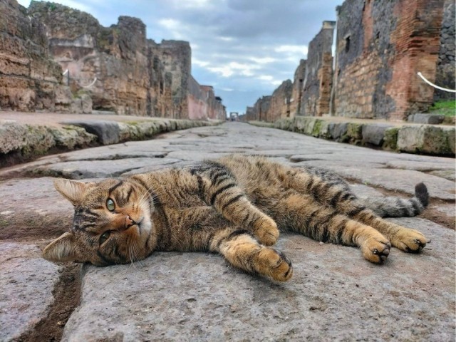 Кошки на развалинах города Помпеи