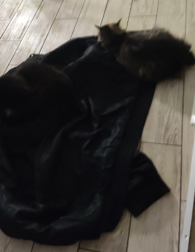 Котовторник 31.12.2024. Последний котовторник года