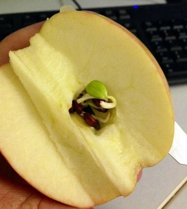 Могут ли проглоченные семена прорасти в желудке?