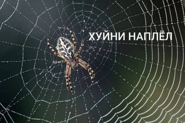 Небаянистая деградация 5