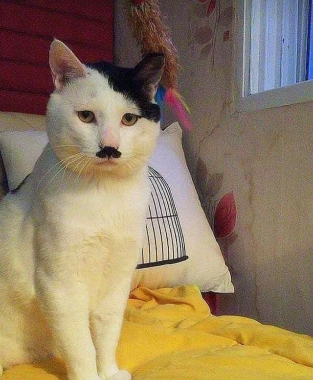 Ч/б котьки