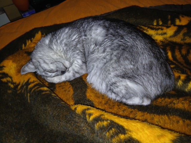 Котофторник жеж