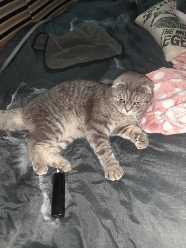 Очередной котовторник