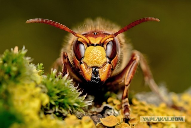 Шершень (Vespa crabro)