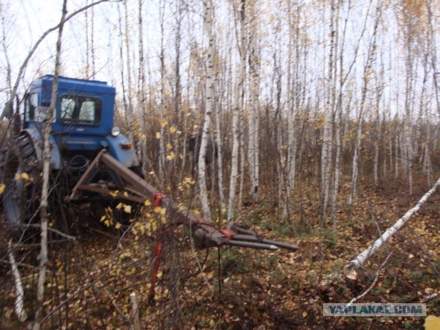 В поисках клюквы