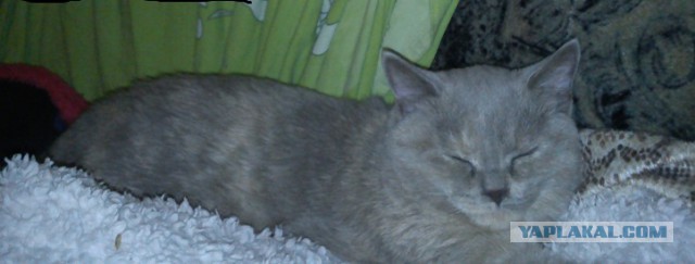 Котовторник 25.02.2014