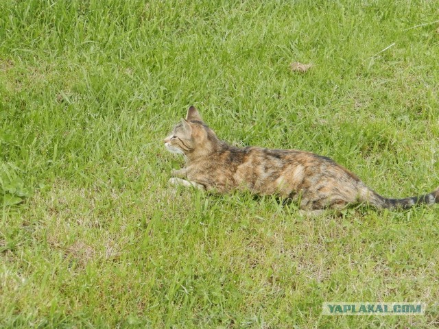 Если есть кошачий рай - это...